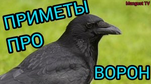ВОРОНЫ - ВЕСТНИКИ СОБЫТИЙ. ПРИМЕТЫ О ВОРОНАХ.