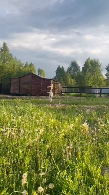 Бим на прогулке 🥰🤗 #приютСудьба #приютдляживотных #животные #собаки #алабай