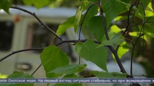 24.06.2026 В лесах Корсаковского района обнаружили вспышку сибирского шелкопряда