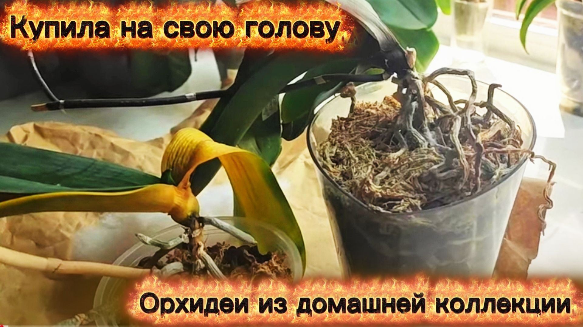 На тебе боже что нам негоже. Получила орхидеи из домашней коллекции 😞🙈😓 смотреть онлайн