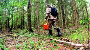 Грибник зашел в ЧЕРНИЧНИК и потерял ДАР РЕЧИ! Один в лесу ТАКОГО НЕ ОЖИДАЛ! Грибы и лес Карелия
