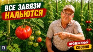Срочно дайте это томатам! И все завязи нальются. Исправляем гормональный сбой.