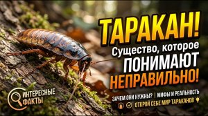 ТАРАКАН! Существо, которое  понимают неправильно!