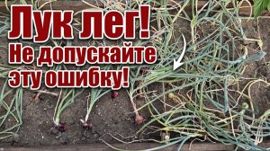 ЛУК ЛЕГ - НЕ ДОПУСКАЙТЕ ЭТУ ОШИБКУ иначе ЛУК СГНИЕТ!