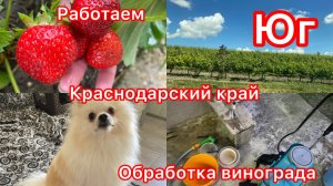 Купили дом. Листья на винограде. Обработала виноград и розы. Работаем.