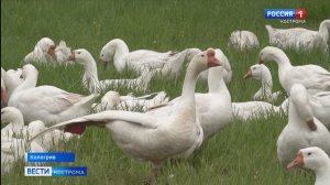 «Гусиная столица»: заброшенный костромской колхоз превращается в туристический магнит