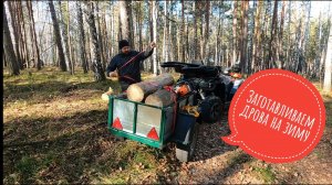 Заготавливаем дрова на зиму #дрова #валежник #квадроцикл