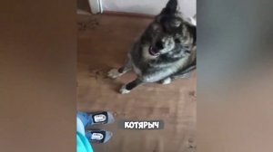 Смех, юмор, ржачь. Часть 14