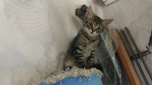 Сложность покраски потолка. Ремонт своими руками в доме. Бюджетный вариант. Не повторяйте ошибок.