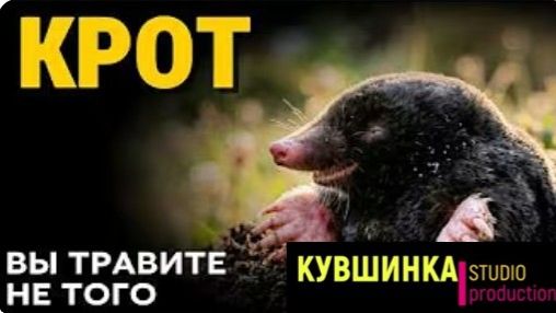 Вы зря с ним воюете Он не трогает корни он ест тех кто их грызёт смотреть онлайн