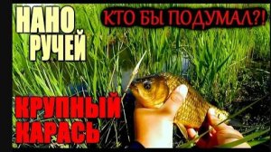 НОРМАЛЬНЫЕ ЛАПТИ! Крупный карась в маленьком ручье! Кто бы подумал?!