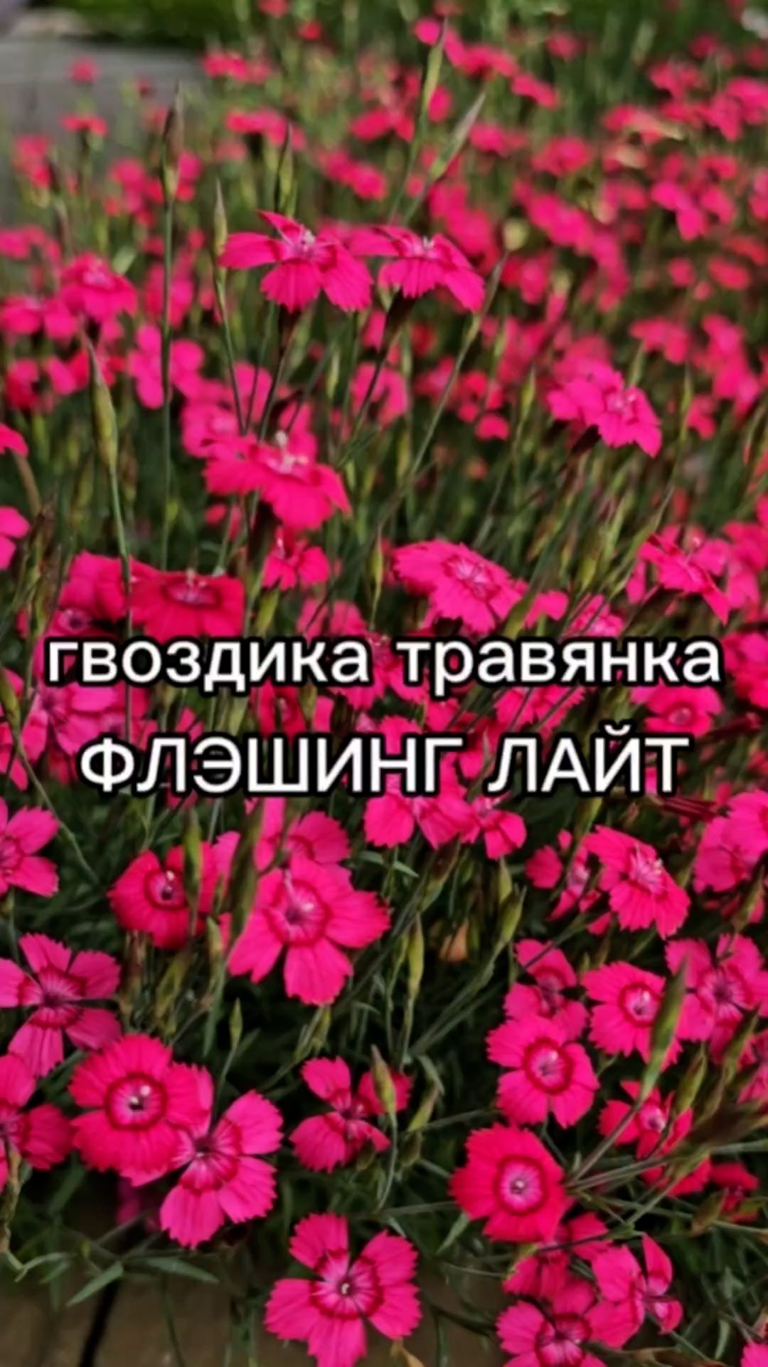 Новинка! Многолетняя гвоздика для сада.