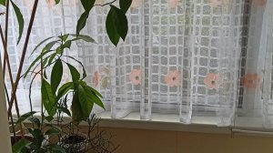 Балкон помыла/ Шторы поменяла/ Обещание выполнила