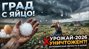 Аномальный град в Актюбинской области уничтожает посевы. Что будет с урожаем?