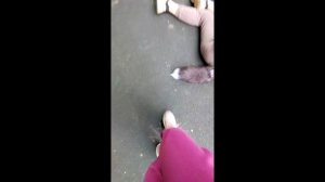 Воля бродячих Котов часть 3