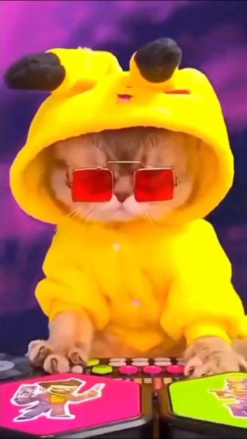 🐈😎🎹🎶 #2