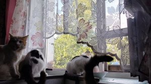 Котики заработали подарок, благодарим друга канала.Небольшая распаковка.Вывела копейку на телефон.