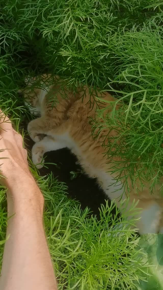 Как живут коты в деревне!