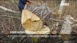 Какой валежник можно собирать