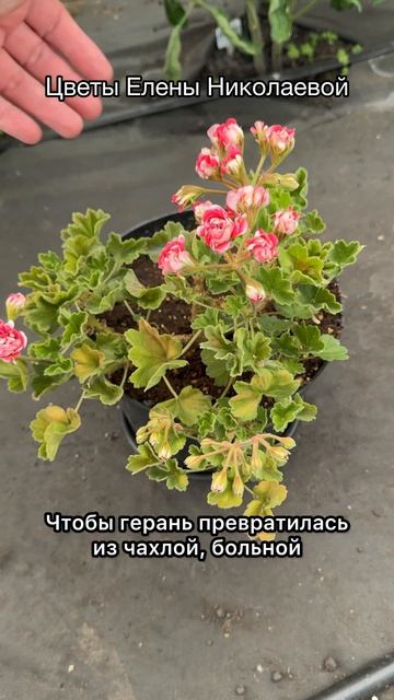 ЧТОБЫ ГЕРАНЬ ШАПОЧНО ЦВЕЛА - СРОЧНО ДАЙТЕ ЭТО! смотреть онлайн