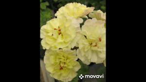 Самая Капризная Из Жёлтых Пеларгоний Лара Вальма