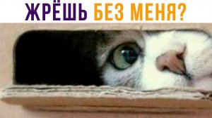 Жрёшь без меня, да?) Приколы