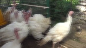 Большой обзор курятника и птицы. Август 2022 года.