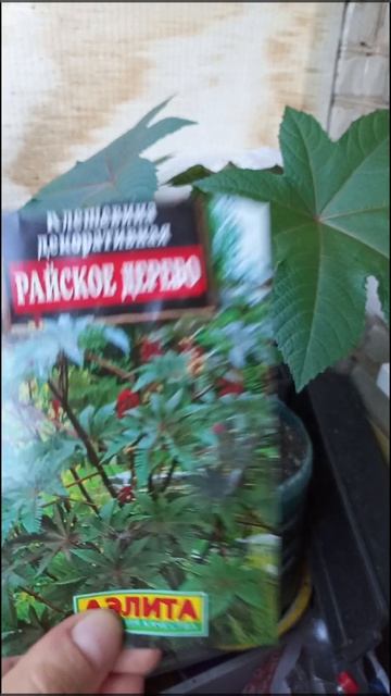 Клещевина из семян.
