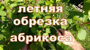 Летняя обрезка абрикоса двухлетки! Три примера