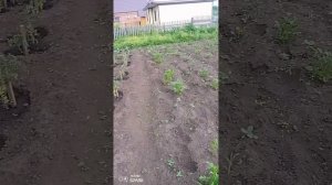 Мой огород на данный момент 😂😉
