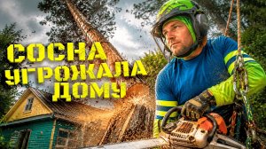 Эта сосна могла упасть на дом в любой момент | Работа арбориста