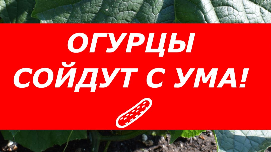 Хлеб на грядку: секретная подкормка для мощного урожая огурцов!