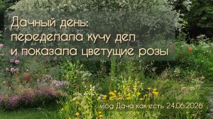Цветущие розы, ремонт вил, обрезка всего, до чего руки дошли / vlog Дача как есть 24.06.2026