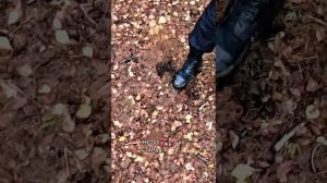 Как в Беларуси воруют землю - показываю лес, который превращают в пустыню. Зачем так поступать?