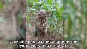МЕСТНЫЙ СТРАХ, что они НАШЛИ — Тревожные СУЩЕСТВА из гор ЮТЫ, СНЯТЫЕ на КАМЕРУ