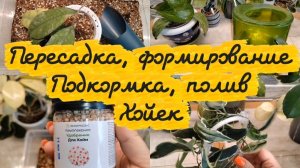 Хойки | Пересадка, формирование, Подкормка, полив.