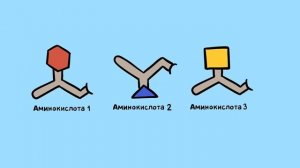Белки, липиды, угливоды за 5 минут