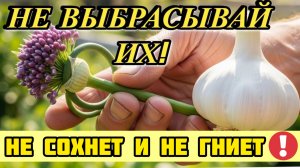 Не обрывайте стрелки! Главная ошибка, которая лишает вас вечного урожая.