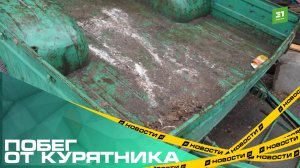 Побег от курятника. Челябинцы подозревают, что соседка выбрасывает птичий помет в баки для ТБО