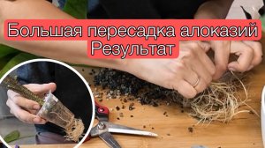 Пересадка алоказий и результат