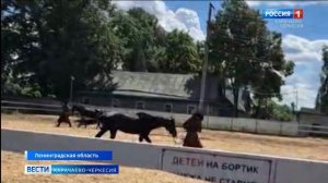 Из Ленинградской области в Карачаево-Черкесию на лошадях карачаевской породы