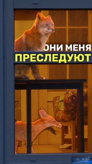 МОЁ ТОТЕМНОЕ ЖИВОТНОЕ