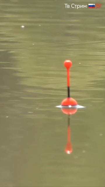 Ловлю карася 🐟 на 🎣 поплавок.