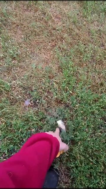 Собака терапия☺️🐶 | Про собак