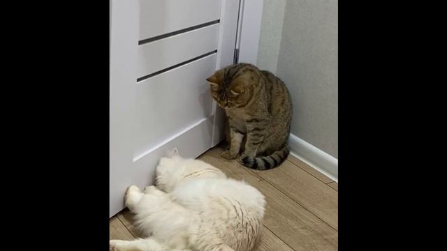 Они как неразлучники смотреть онлайн