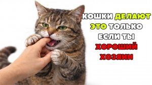 20 ВЕЩЕЙ, которые кошки делают только с теми, кого любят по-настоящему