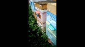 сколько клеща Варроа может принести на пасеку прилетевший рой пчел, 25.06.2026