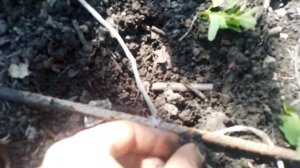 Ещё  один способ создания супер плодородной грядки, о котором вы не знаете, делюсь секретом
