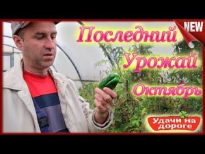 Последний Урожай на День Автомобилиста!!! Поздравление!!! Сбор Перца и Томатов