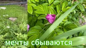Санкт-Петербург нетуристический 25. 06. 2026